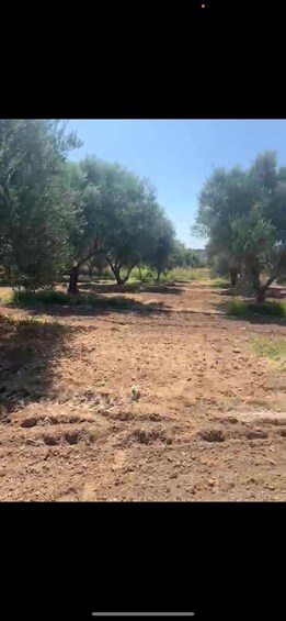 A dirt path flanked by olive trees under a clear sky. 5