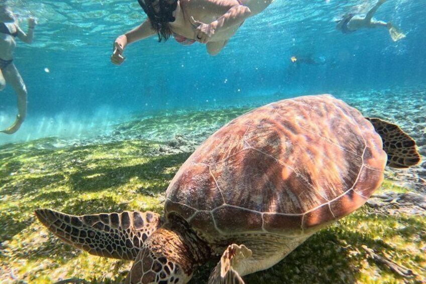 Gili Air: Snorkeling with Turles, GoPro Photos (Shared & Private) 4