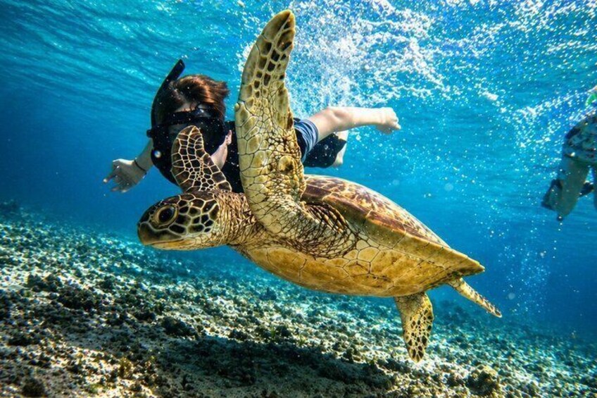 A diver swimming with a sea turtle. 1