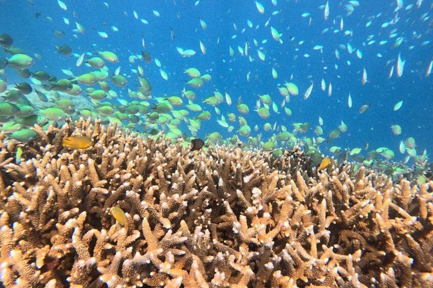 Gili Air Private Snorkeling Tour with Sea Turtles & Free GoPro 4