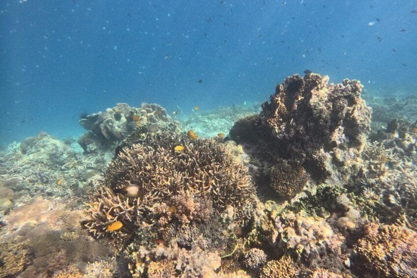 Gili Air: Snorkeling with GoPro Photos (Shared & Private) 5