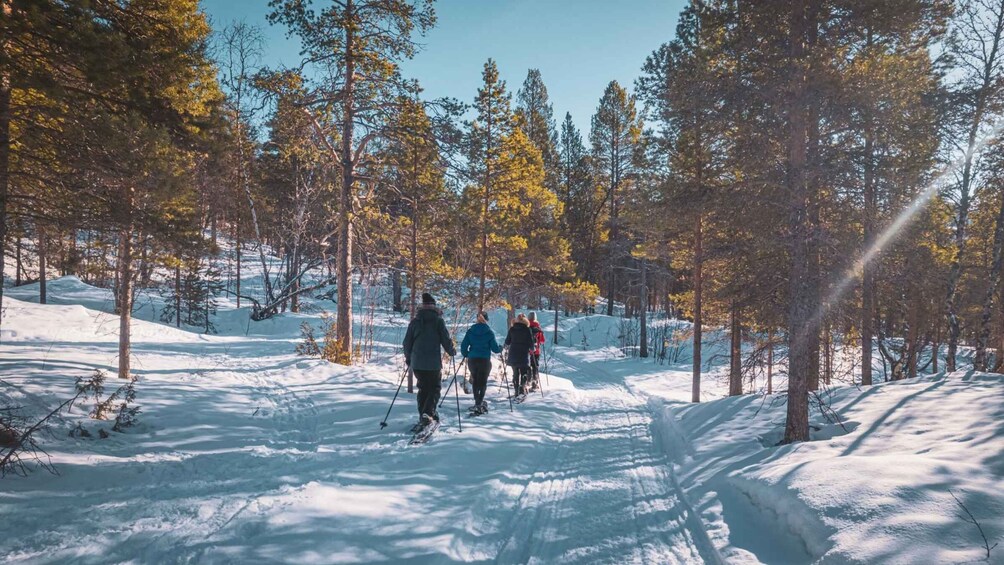 A group of people cross-country skiing through a snowy forest with tall trees. 2
