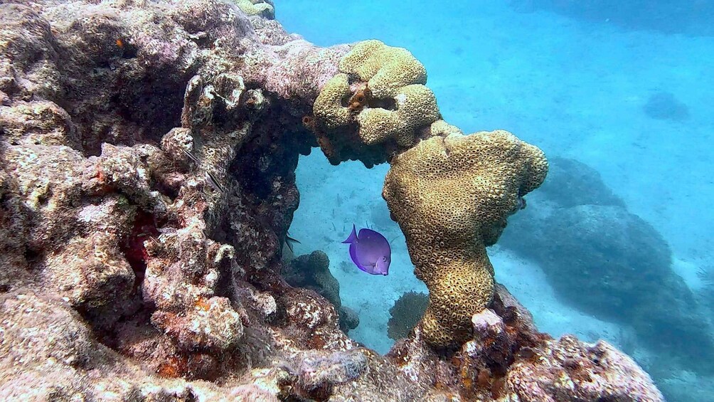 A coral reef with a large, porous coral formation and a purple fish swimming nearby. 4