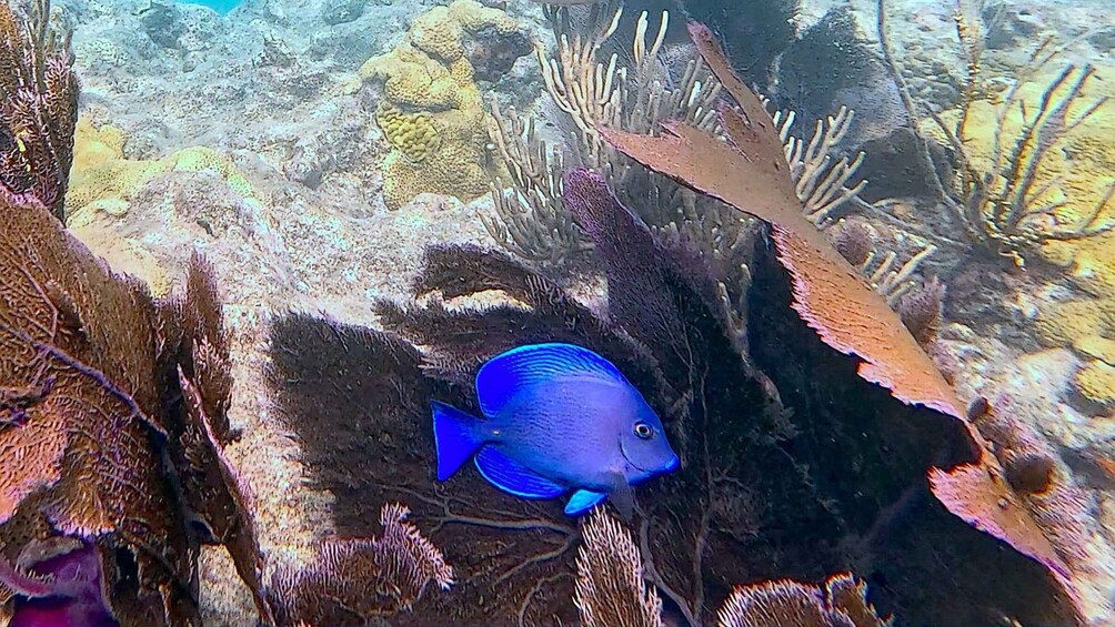 A blue fish swimming among coral reefs. 5