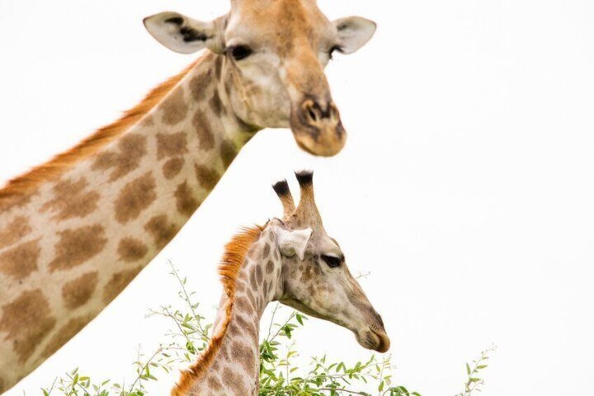 Two giraffes with distinct patterns, one standing and one bending down, amidst green foliage. 2