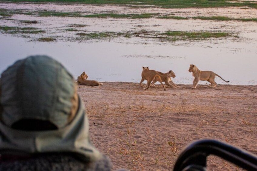 A person observing lions near a water body. 4