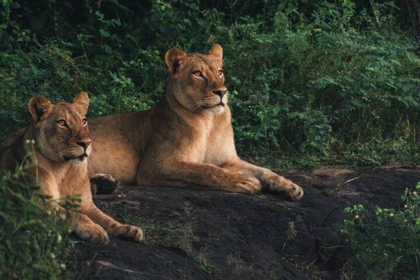 Two lions resting on a rock in a dense green forest. 1