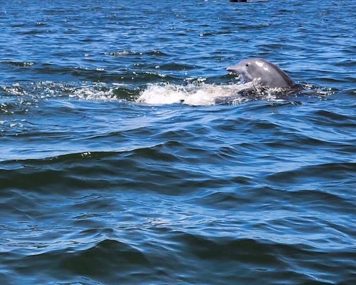 A dolphin swimming in the ocean. 4