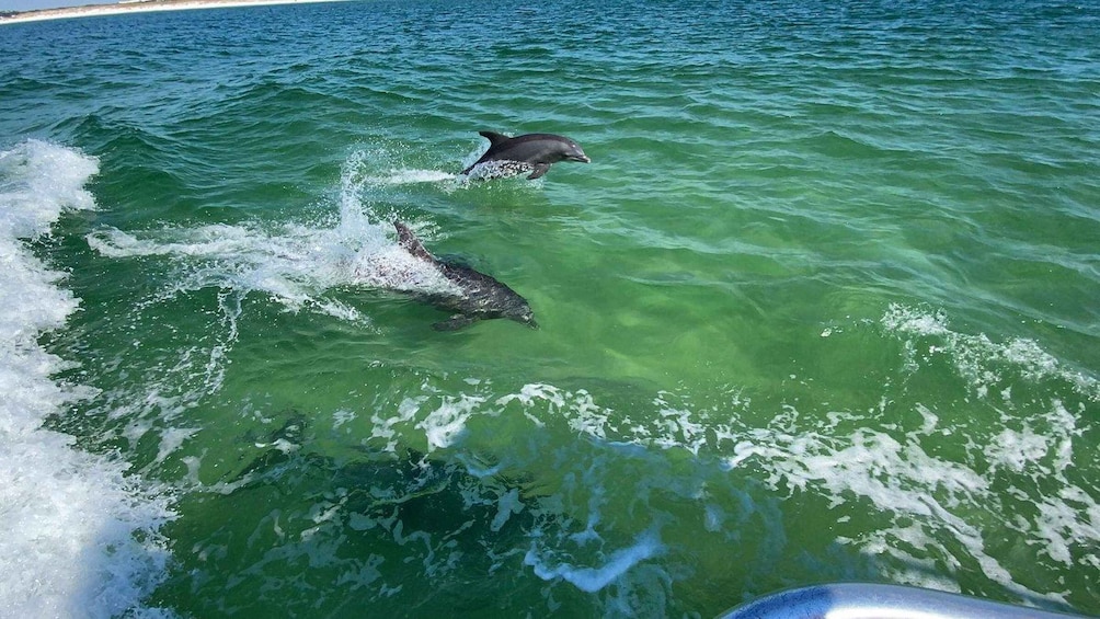 A dolphin jumping out of the water near a boat. 2