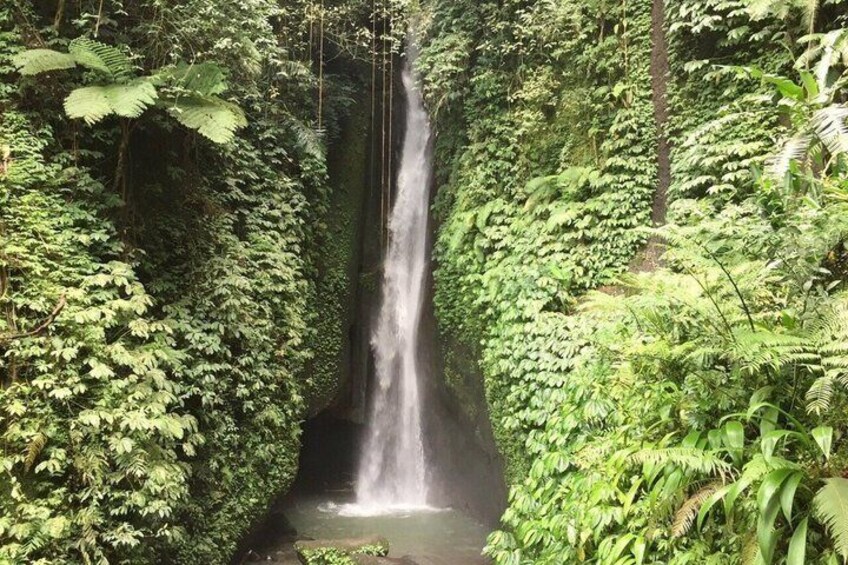 A waterfall surrounded by dense green foliage. 3