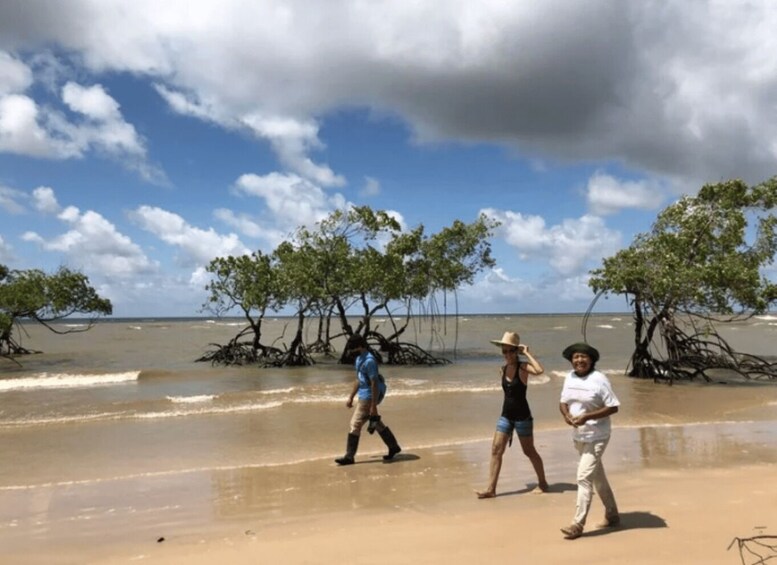 A beach with mangrove trees and people walking along the shore. 2
