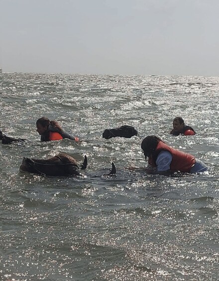 People in the water with dolphins. 4
