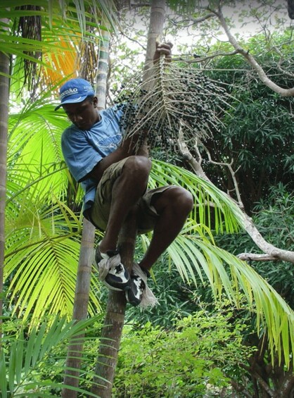 A person harvesting coconuts from a palm tree. 1