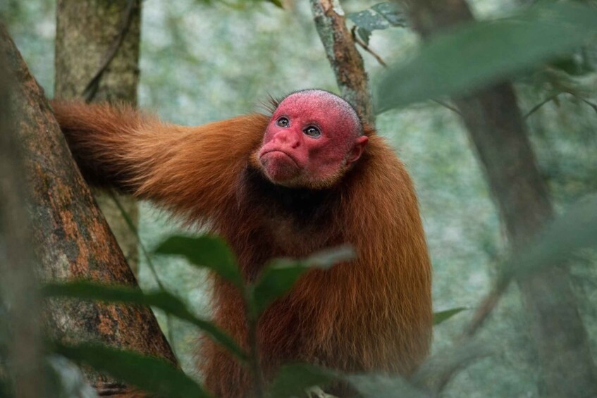 Picture 2 for Activity Iquitos: Full Day Amazon Riveras Cruise with Lunch 4