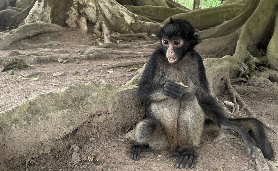A monkey sitting on the ground with tree roots and branches in the background. 3