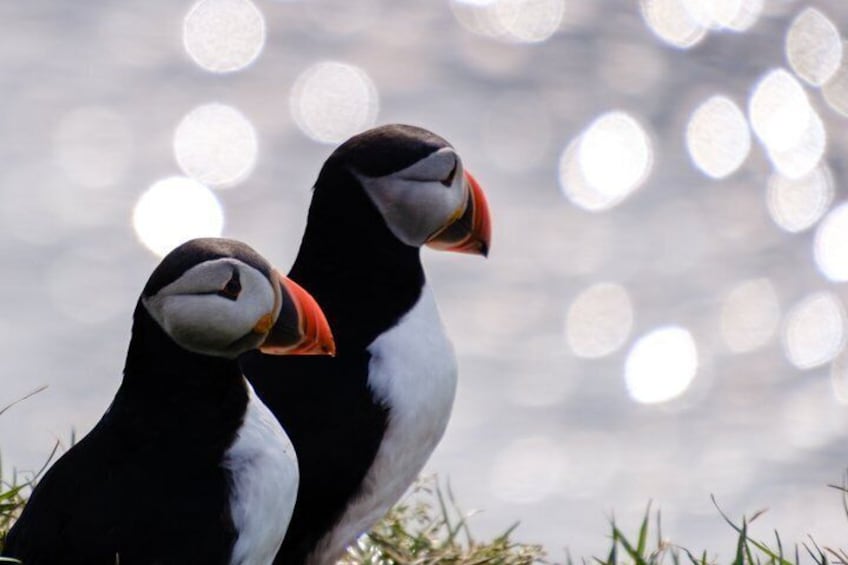 Two puffins with orange beaks and black and white plumage standing on grass. 1