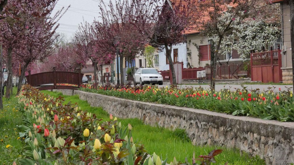 A street lined with blooming trees and a row of colorful tulips. 5