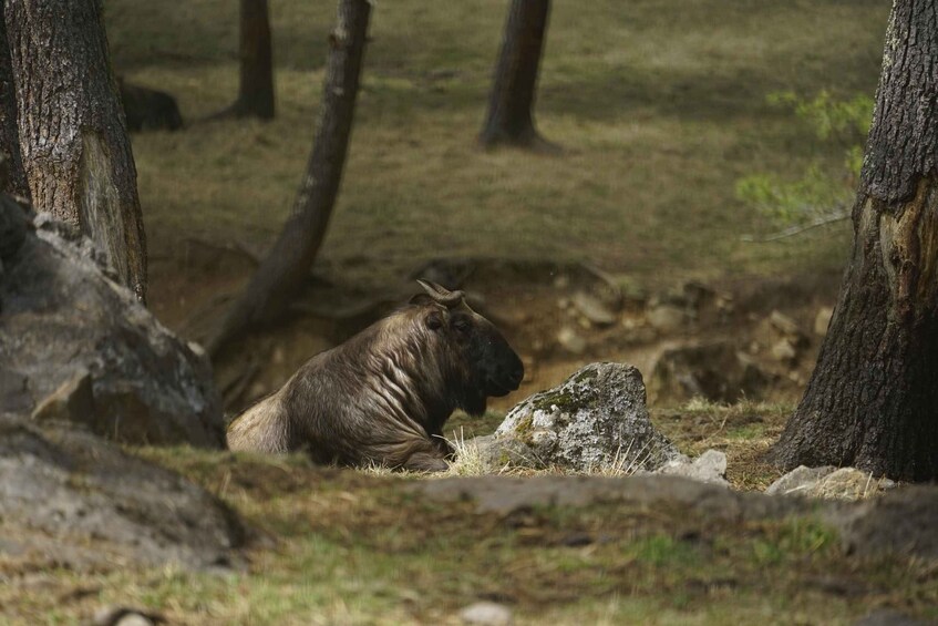 A bison resting in a grassy field with trees in the background. 2