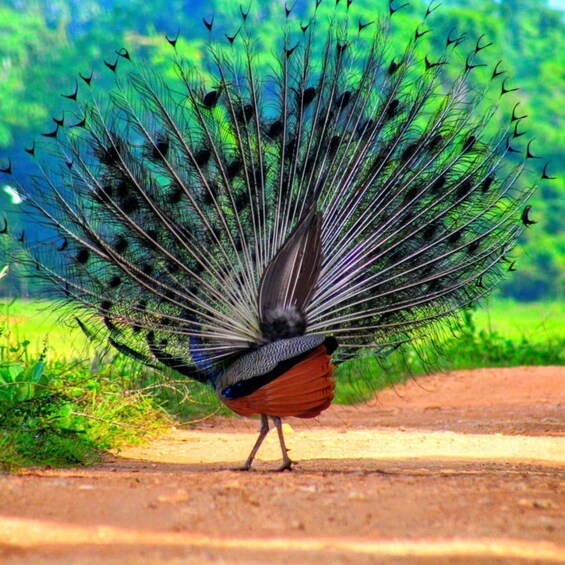 A peacock with its tail feathers fully fanned out, standing on a dirt path with greenery in the background. 3