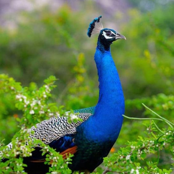 A peacock with a blue body and a crest on its head, surrounded by greenery. 4