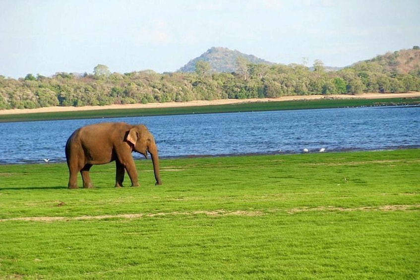 An elephant on a grassy bank by a body of water with a forested hill in the background. 2