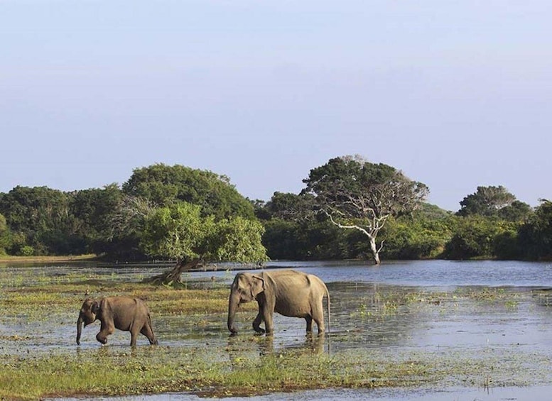 Two elephants in a wetland with trees in the background. 1