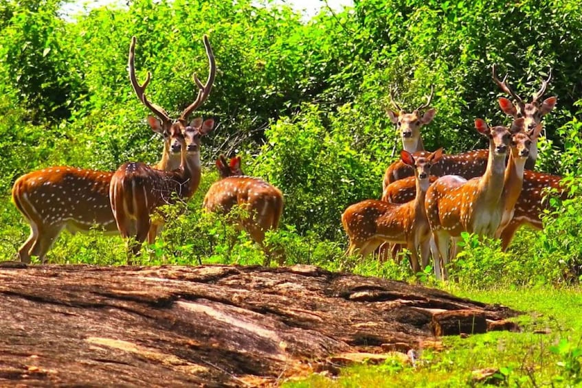 A group of deer with antlers in a lush green forest. 5