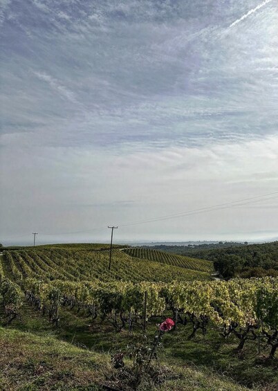 A vineyard with rows of grapevines under a cloudy sky. 4