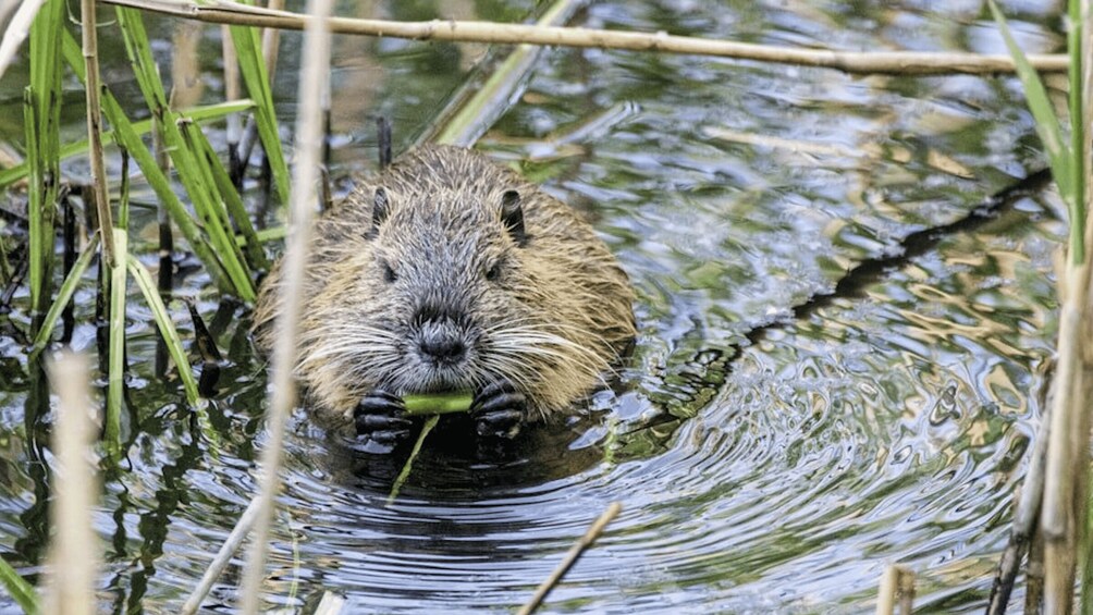 A beaver in water surrounded by reeds. 2
