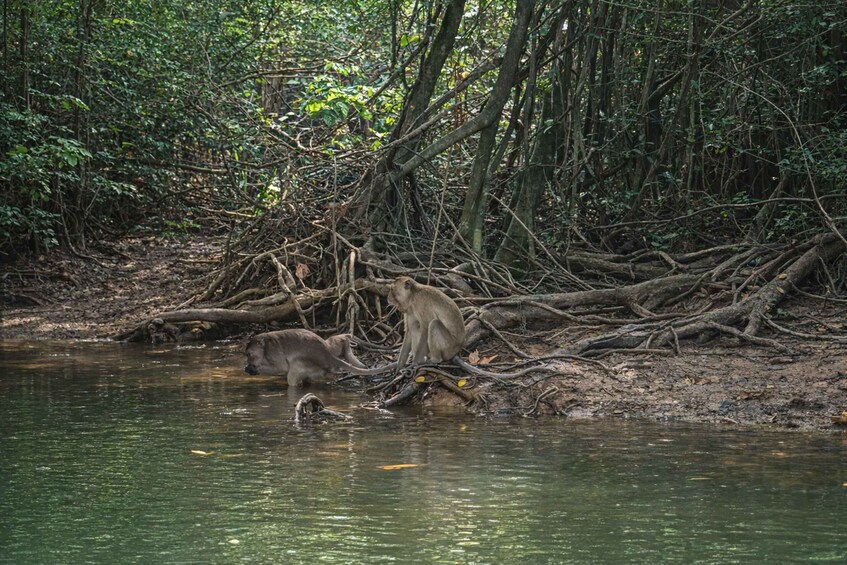Monkeys near a river in a dense forest. 5