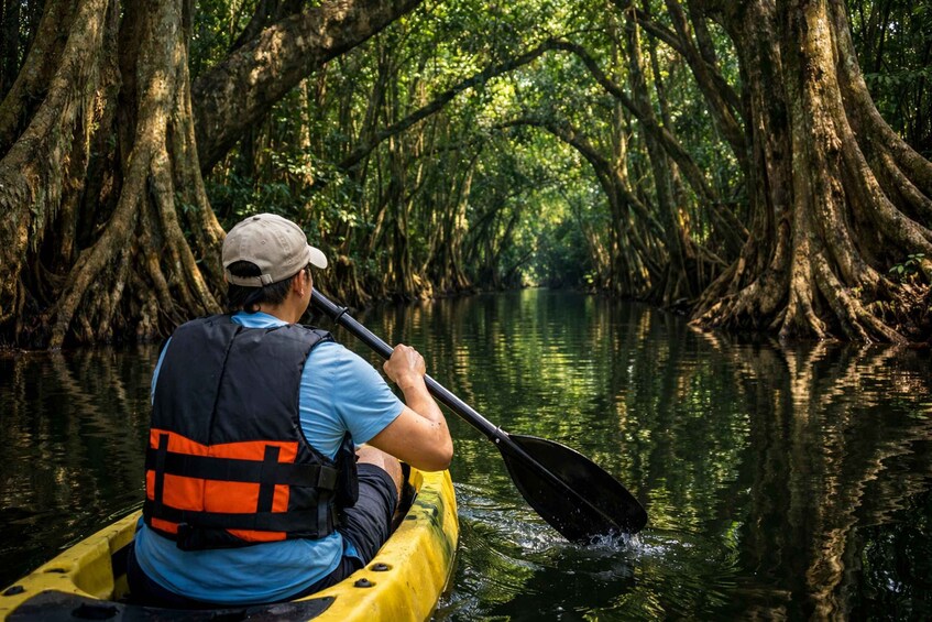 A person kayaking through a mangrove forest. 3