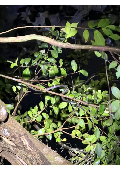 A branch with green leaves and a small insect. 2