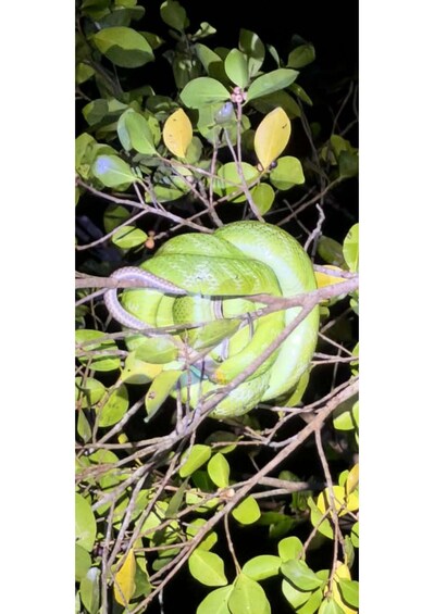 A large green snake coiled around a branch in a dense, leafy tree. 4