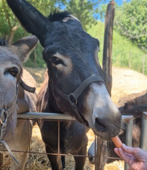 A donkey eating from a person's hand. 1