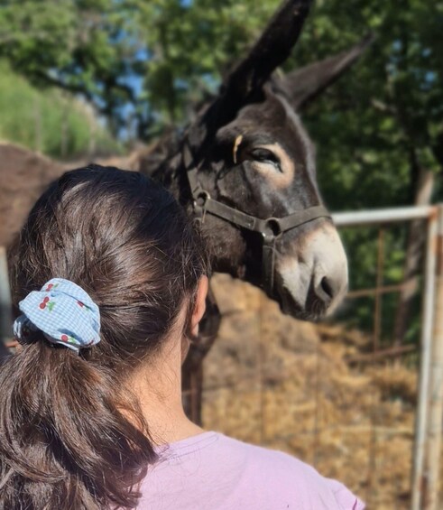 A person with a ponytail wearing a purple shirt, standing in front of a donkey. 4