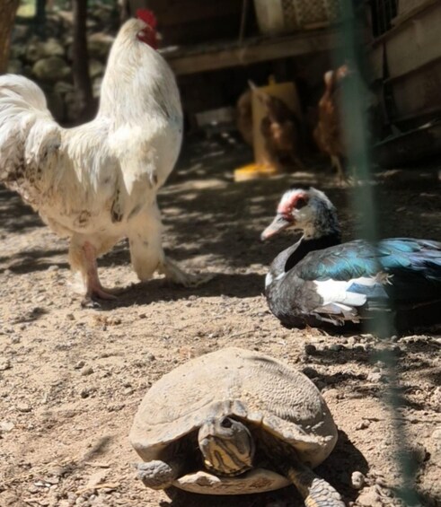 A rooster, a duck, and a turtle in a dry, rocky outdoor setting. 5