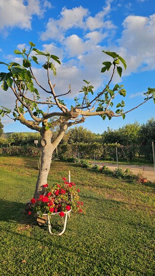 A tree with red flowers in a grassy field. 2