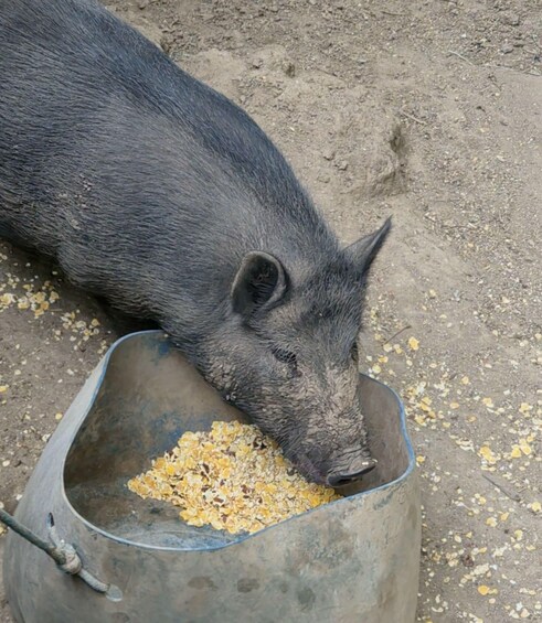 A pig eating from a metal trough. 3