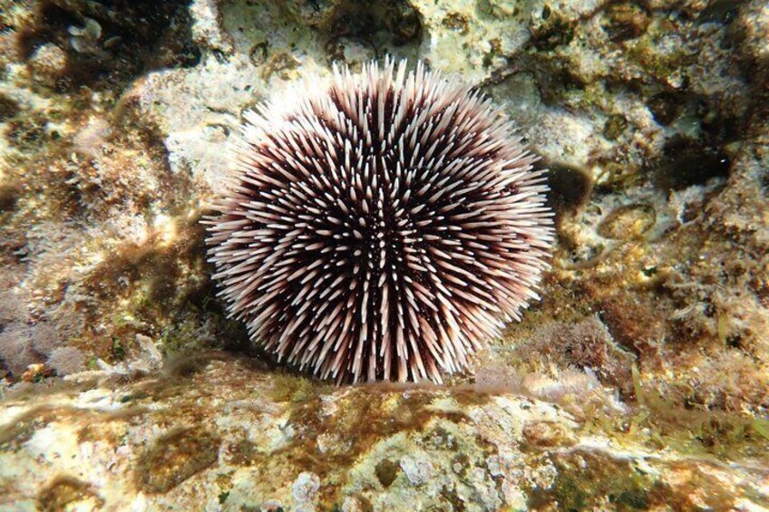 Brijuni Island Cruise & Snorkeling Adventure with LUNCH & DRINKS 5