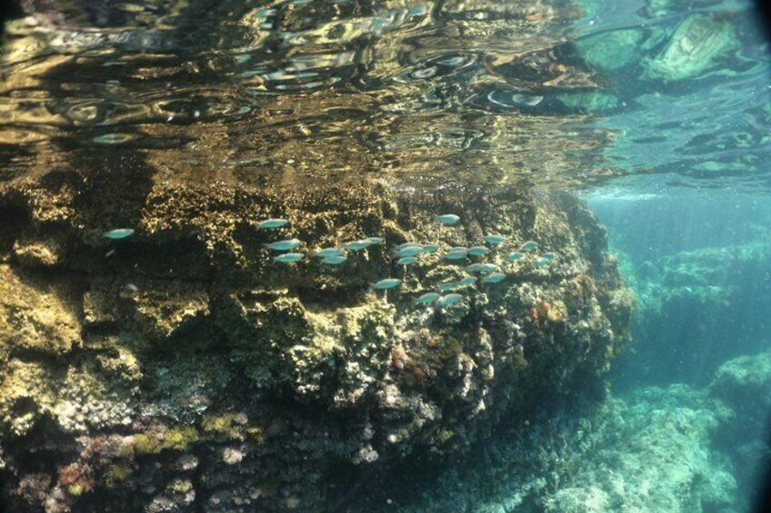 Brijuni Island Cruise & Snorkeling Adventure with LUNCH & DRINKS 2