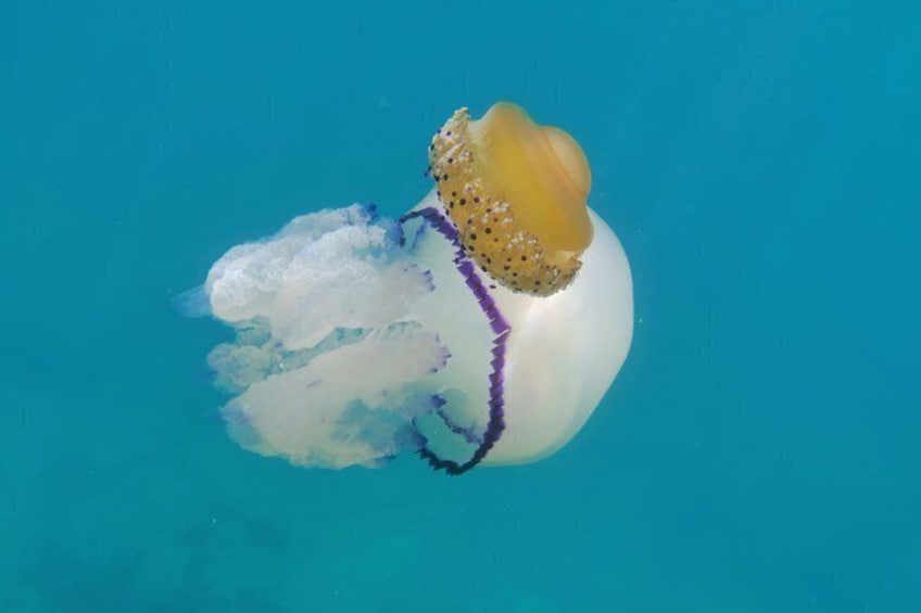 Brijuni Island Cruise & Snorkeling Adventure with LUNCH & DRINKS 4