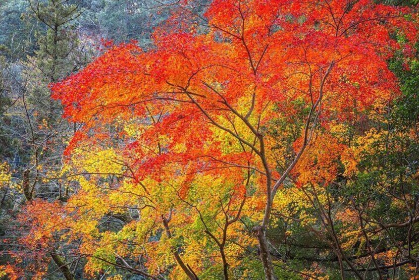 A forest with autumn foliage, predominantly red and yellow leaves. 3
