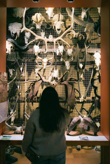 A person observing a display of various animal skulls and antlers. 1
