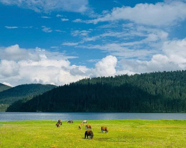 A group of horses grazing on a grassy field near a lake, with a forested mountain in the background. 1