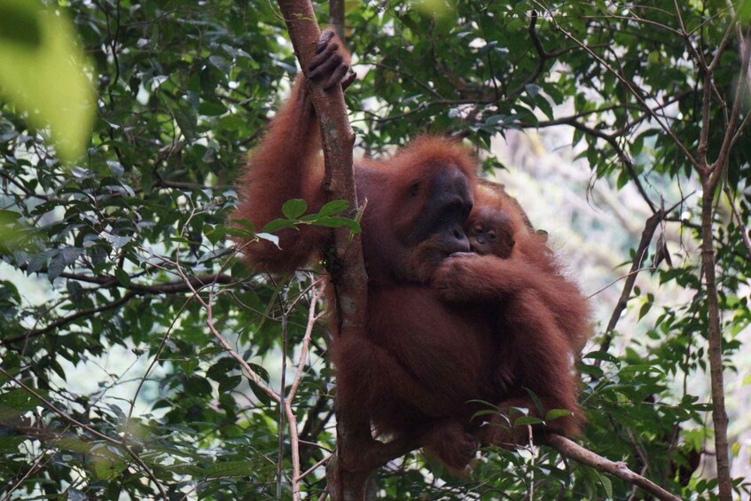 An orangutan resting in a tree amidst dense foliage. 2