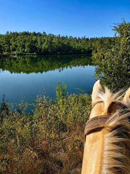 A horse's head and neck, a calm lake, and a forested shoreline. 4