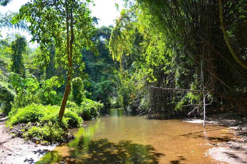 A river with clear water surrounded by lush greenery and trees. 1