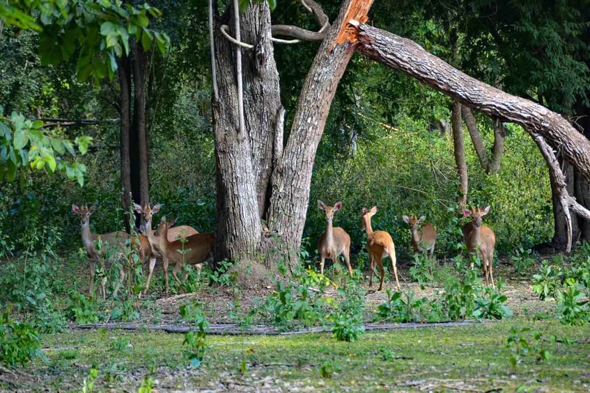 A group of deer in a forested area with trees and underbrush. 3