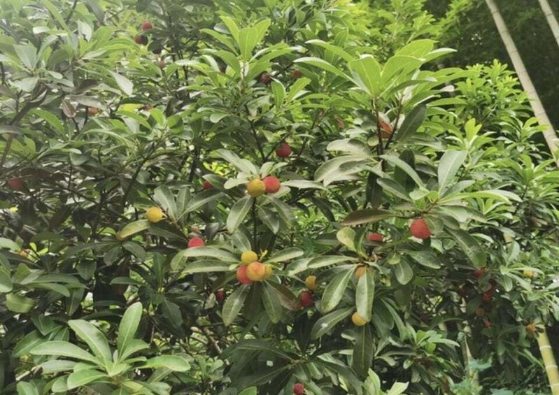 A dense grove of trees with green leaves and clusters of red and yellow fruits. 2