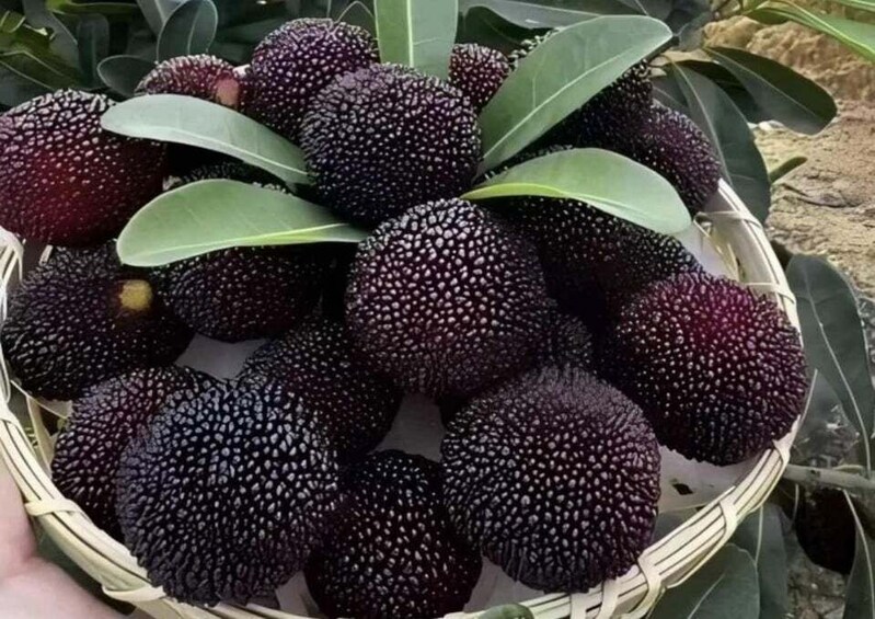 A basket of purple, textured fruits with green leaves. 1